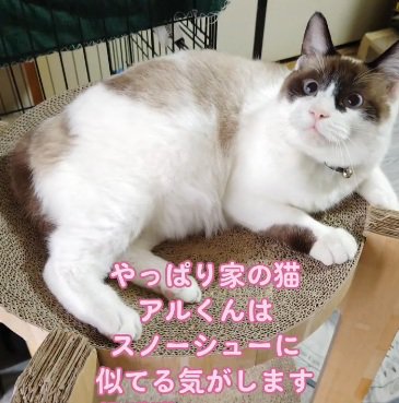 じゅうたんに寝そべっている猫