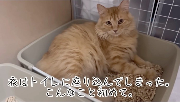 猫用トイレの中にうずくまる猫