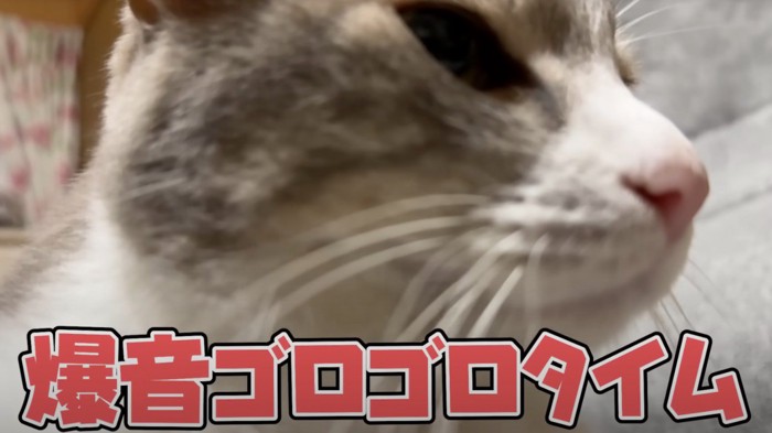 喉を鳴らして投稿者にすり寄る猫