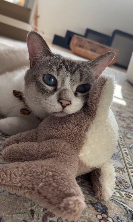 飼い主さんを見る猫