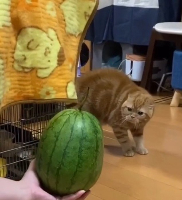 飼い主の手の中にあるスイカを、体の毛を逆立てながら見つめる茶トラ猫