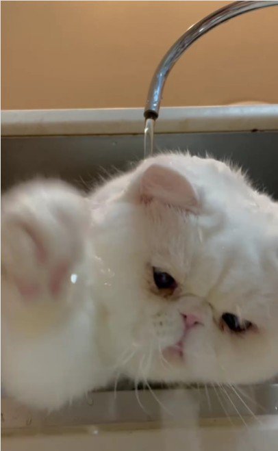 水遊びをする猫