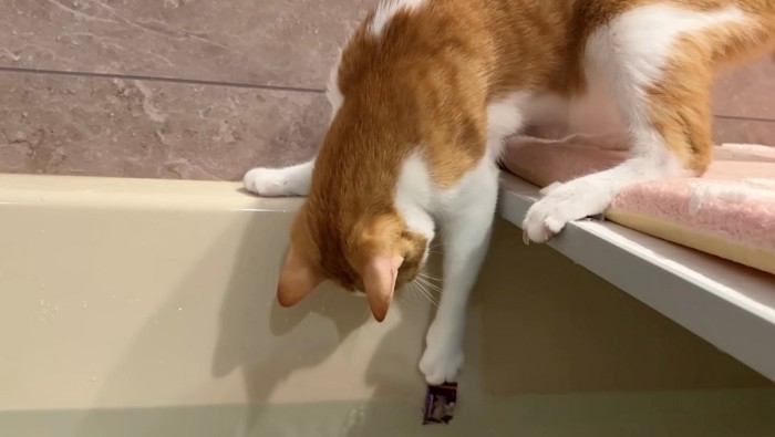 飴を掴んでいる茶白猫