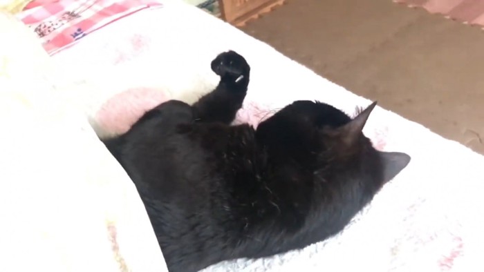 黒猫が眠っている後ろ姿