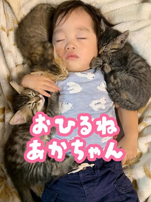 寝ている子どもと子猫たち