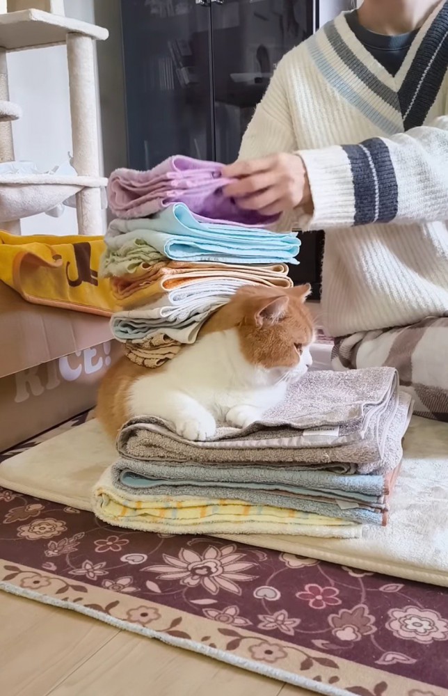 バランスを取りながら猫の背中に洗濯物を乗せていく飼い主