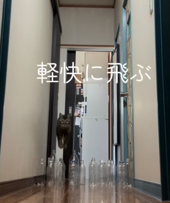 ジャンプするキジトラ猫(軽快に飛ぶ)