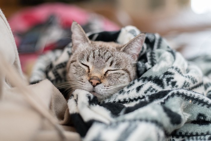 毛布に包まる猫