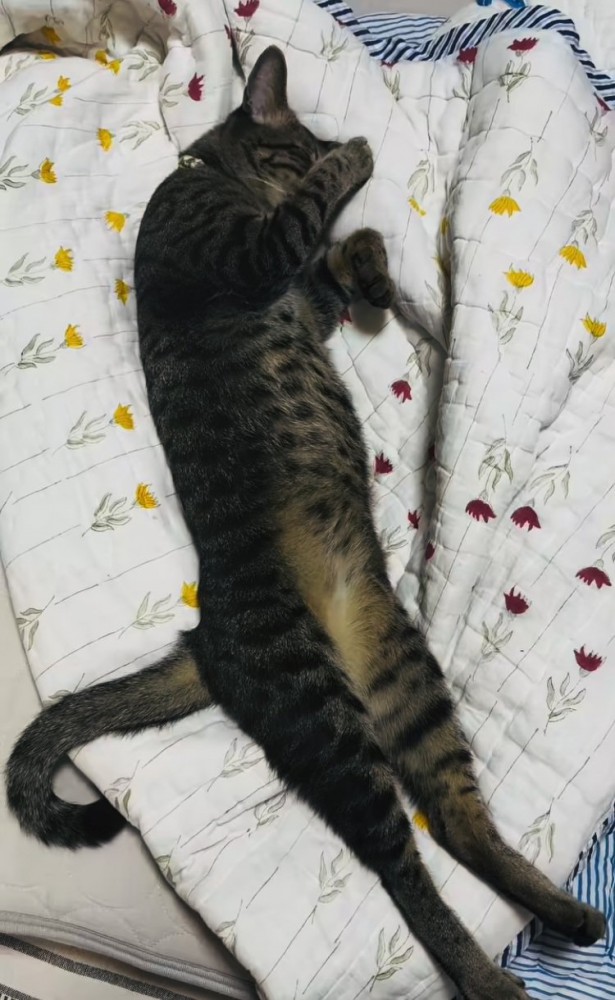 布団の上で眠るキジトラ猫