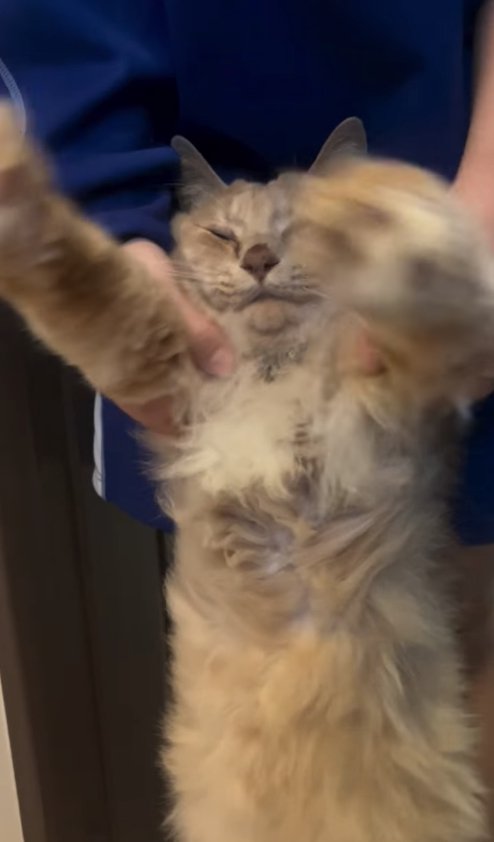 前足を持たれて目をつむっている猫