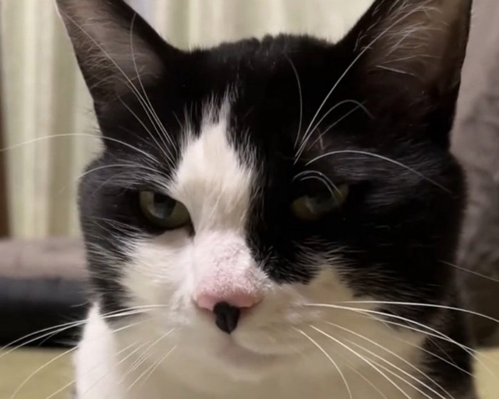 ドヤ顔のトトくん