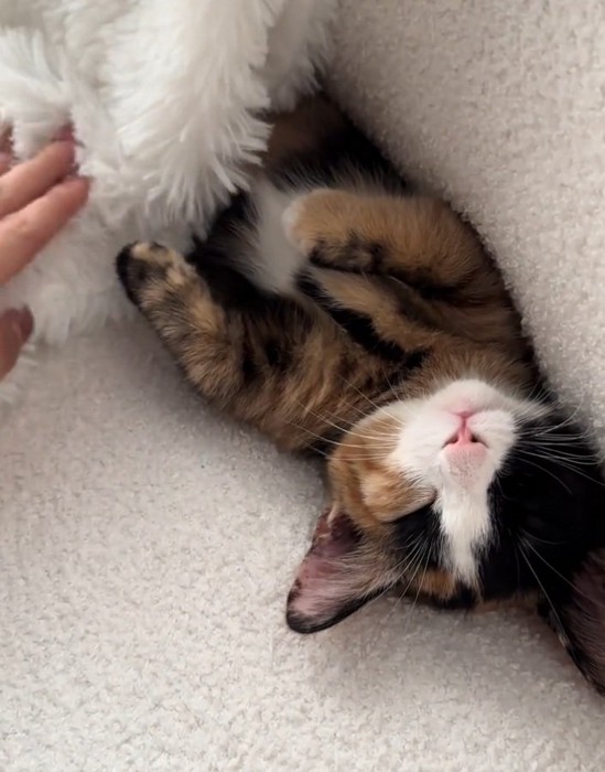 布団をかけてもらうラニちゃん