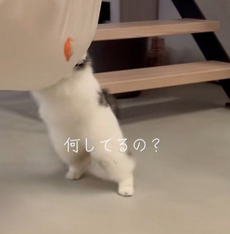 よろける猫の足
