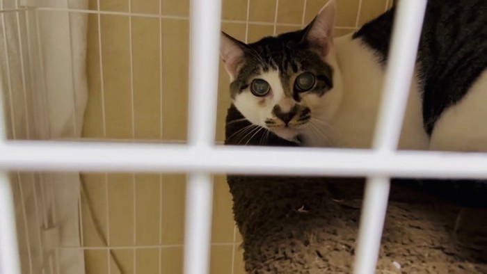 ケージの中で警戒する猫