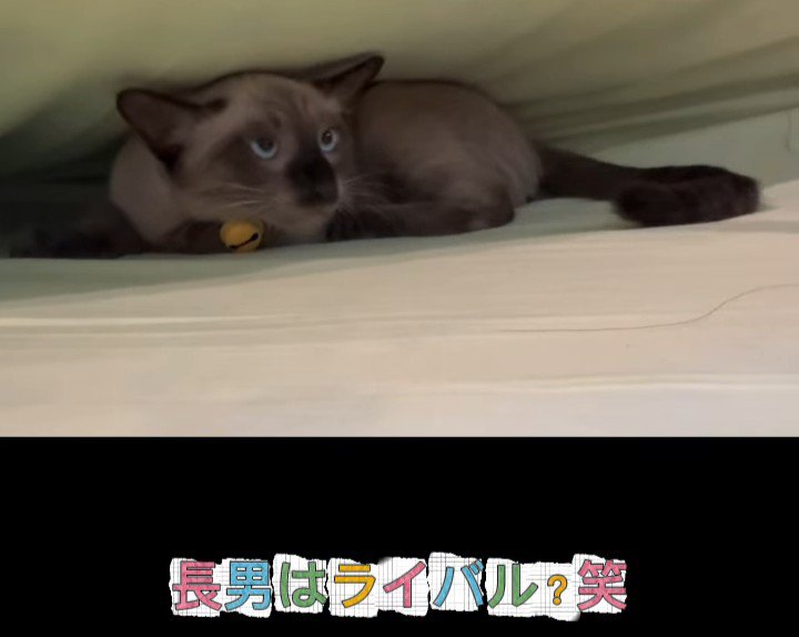 すきまに入っている子猫