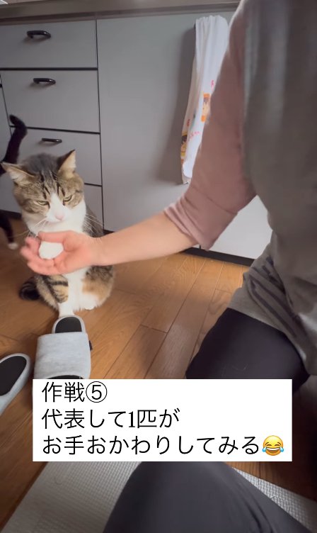 お代わりをしているサバトラハチワレ