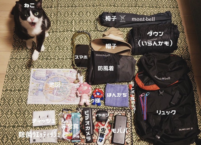 床に並べた荷物と猫