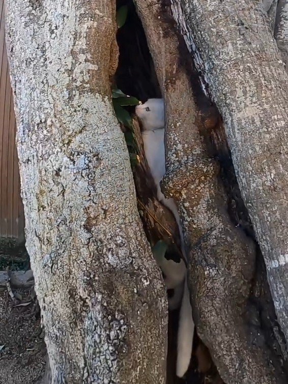 木の割れ目の中にいる猫