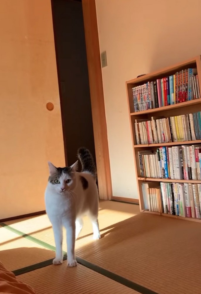 見つめる猫