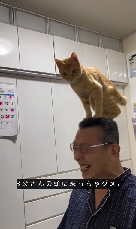 頭の上からカメラを見つめる猫