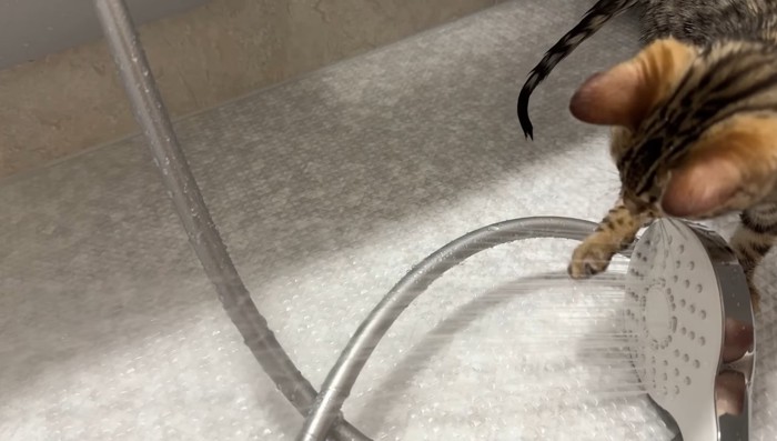 シャワーで水遊び