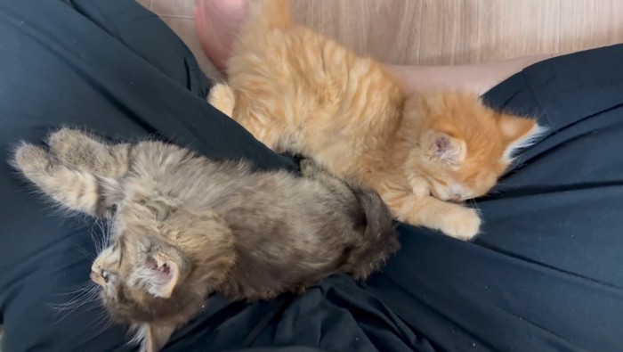 寝ている2匹の子猫
