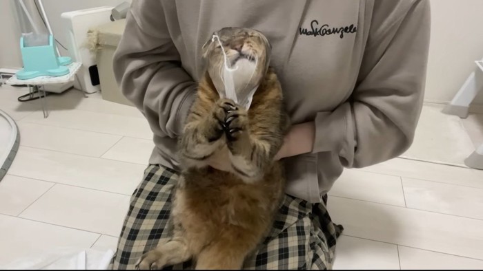 ネット引っ張り