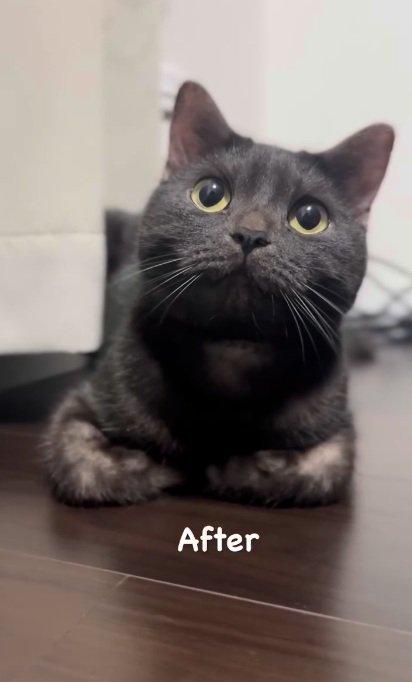 上を向いた黒猫