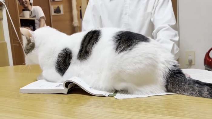 机に伏せる猫ちゃんの左半身