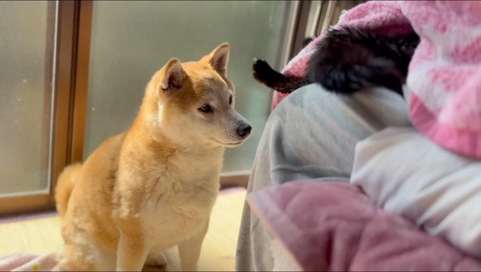 ドライヤーで乾かされる黒猫のそばに座る犬