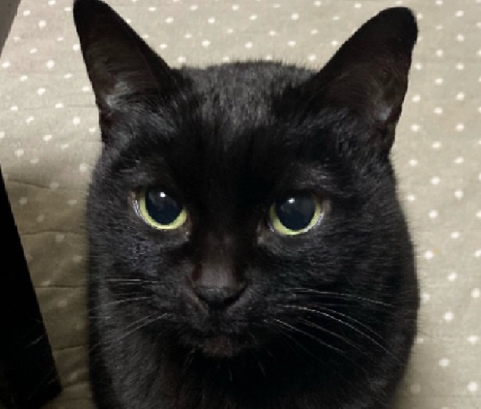 おやつを見つめる黒猫ちゃん