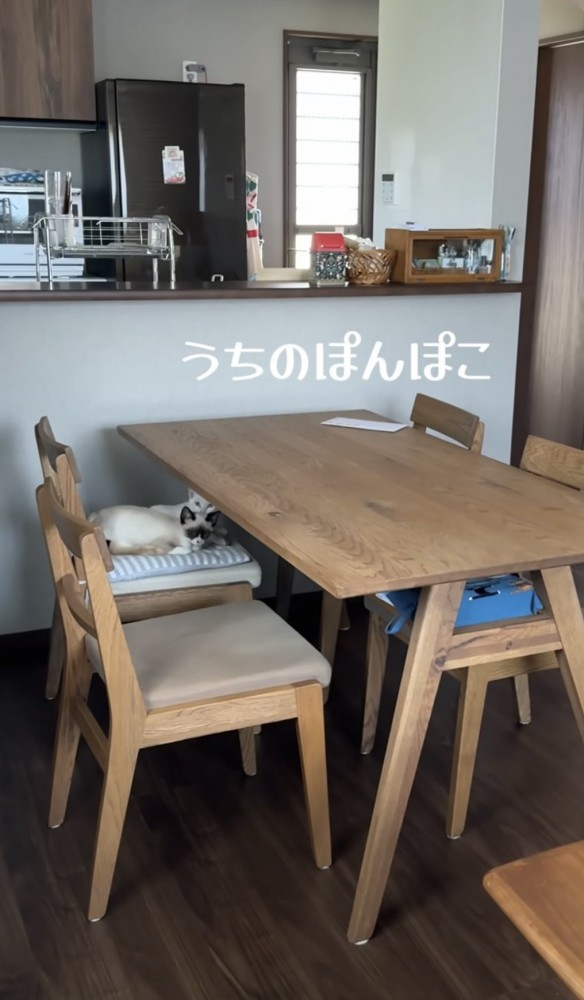 椅子でくつろぐ猫の写真