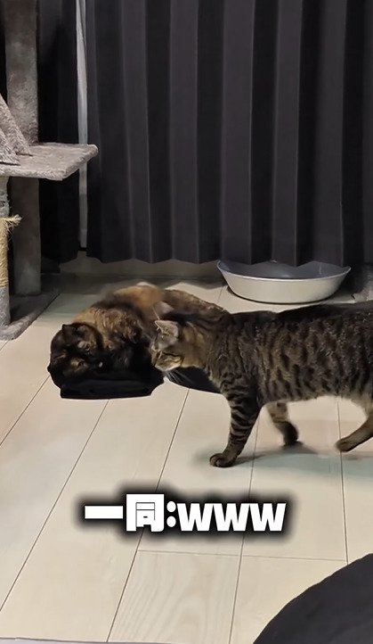 うにちゃんの前を歩いていくモカちゃん
