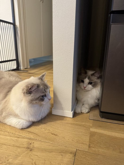 冷蔵庫と壁の隙間で遊ぶ猫