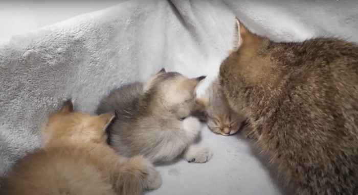 3匹の子猫とお母さん猫