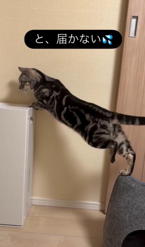 左足を上げた猫（足の位置：後ろ）