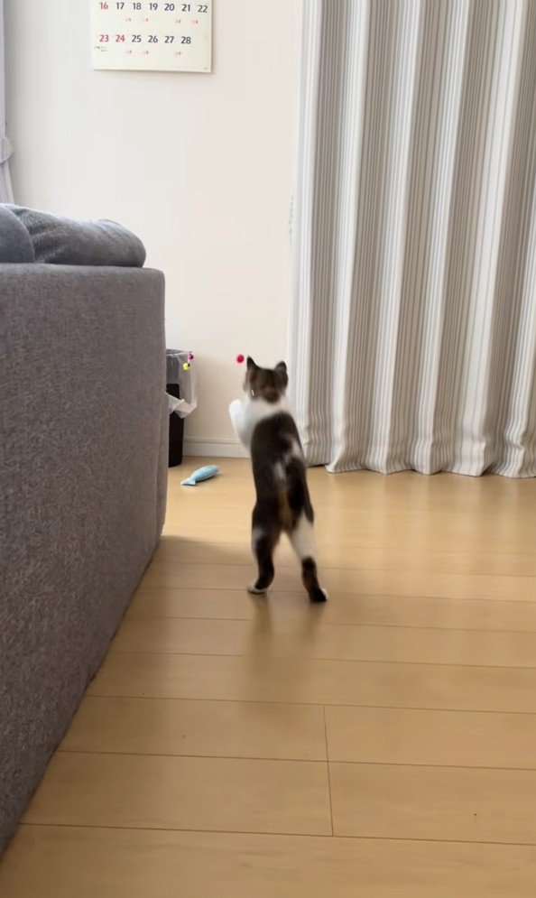 スーパーボールとあきくん