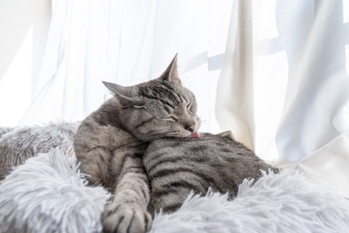 毛づくろいをするサバトラ猫