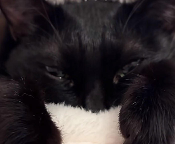 黒猫の顔のアップ