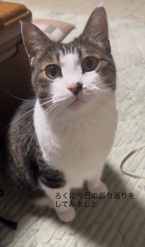 テーブルのそばでお座りをしている猫(カメラ目線)