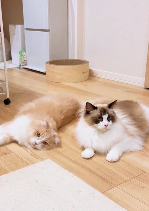 寝転がる2匹の猫