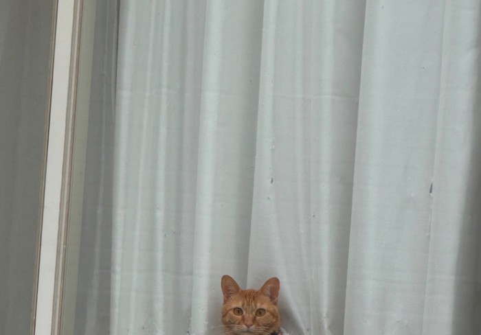 窓越しに出迎える猫