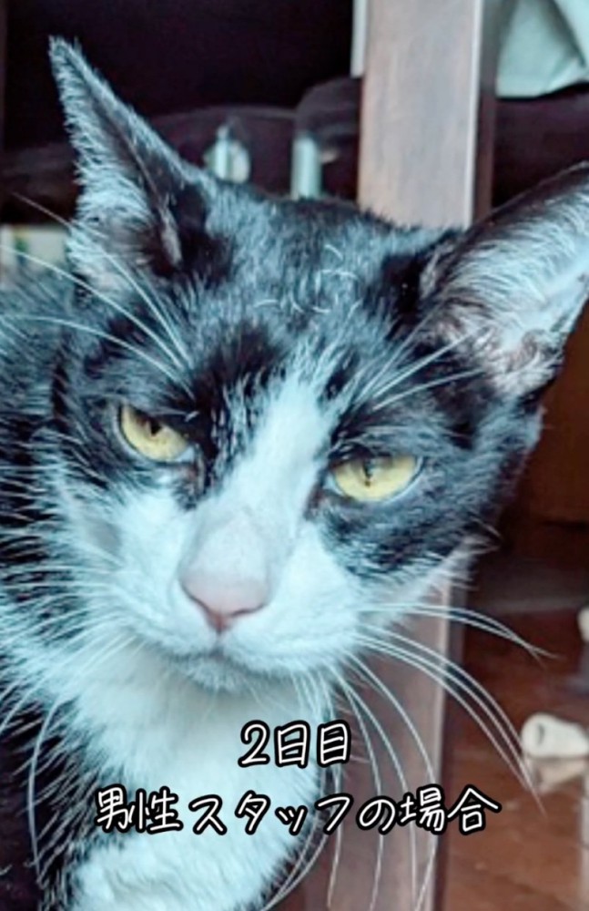 顔つきが鋭い猫