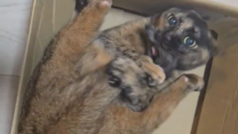 ダンボールに入っている猫