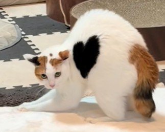 ハート模様の猫