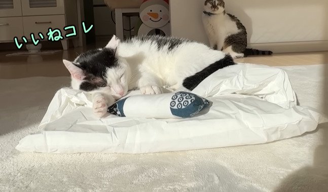 布団の上に乗る猫