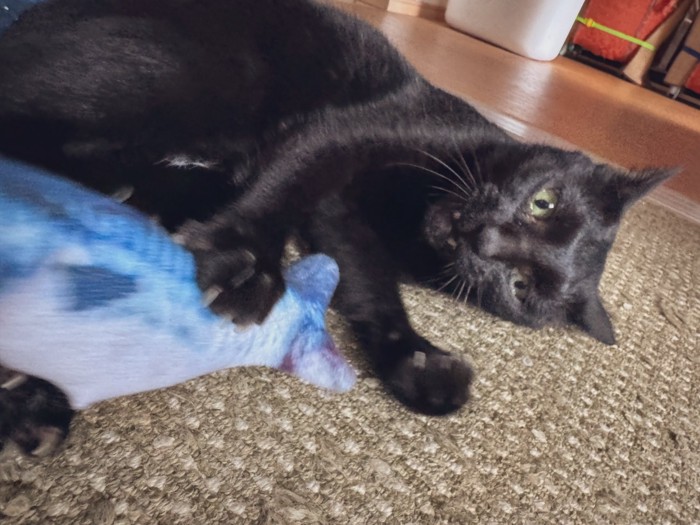 魚のおもちゃと猫