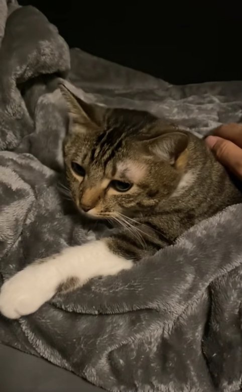 左前足だけを伸ばしている猫（字幕なし）