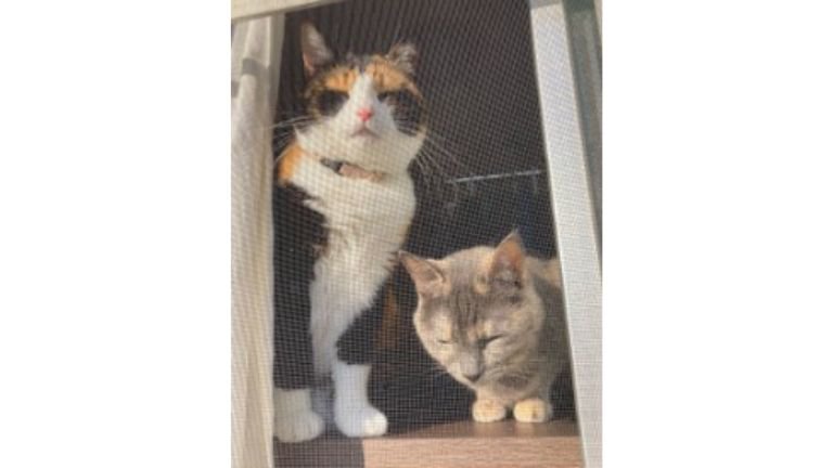 ニャルソックしている猫