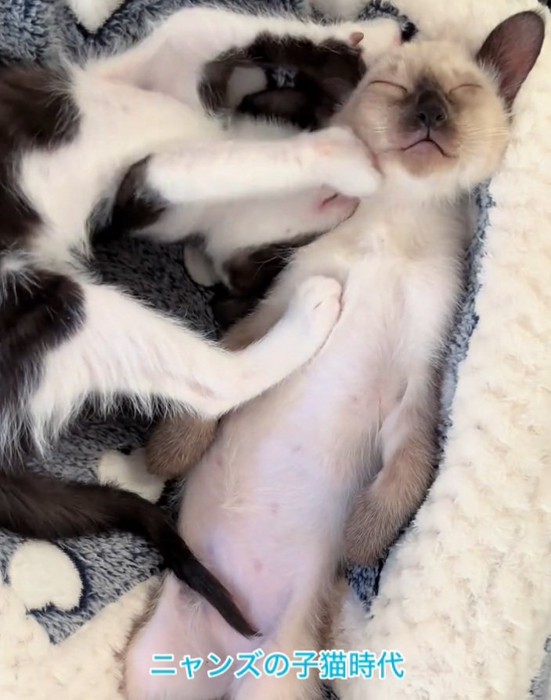 顔を押さえ付けられるジェムくん